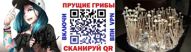 Галлюциногенные грибы Psilocybine cubensis купить Железноводск